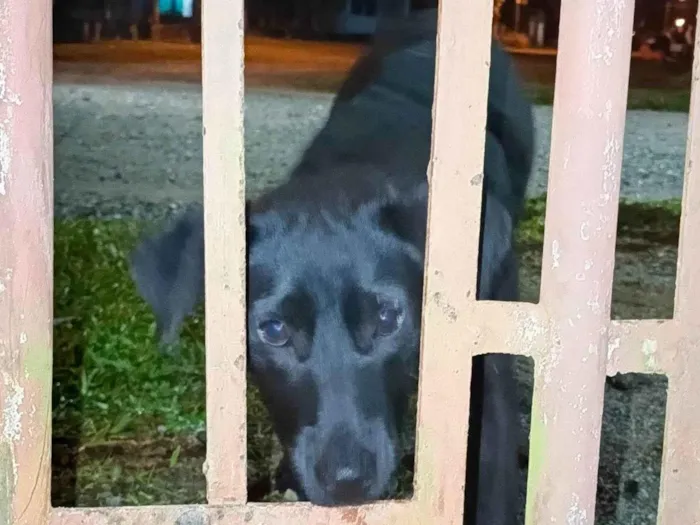 Cachorro ra a SRD-ViraLata idade 7 a 11 meses nome Princesa 