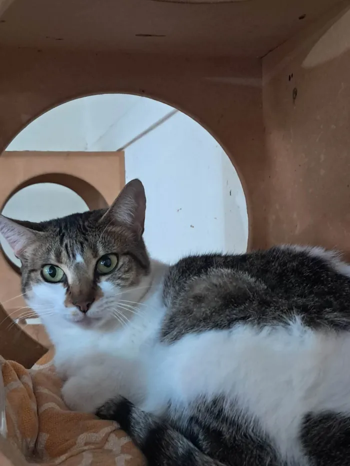 Gato ra a SRD-ViraLata idade 2 anos nome Sara