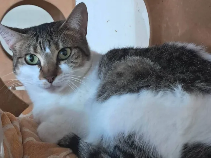 Gato ra a SRD-ViraLata idade 2 anos nome Sara