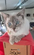 Maju