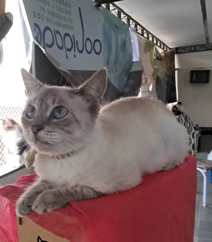 Gato ra a SRD-ViraLata idade 2 a 6 meses nome Maju