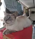 Maju