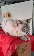 Maju