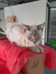 Maju