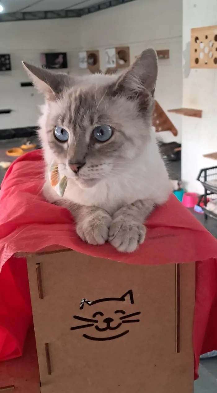 Gato ra a SRD-ViraLata idade 2 a 6 meses nome Maju