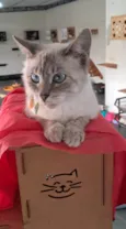 Maju
