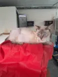 Maju