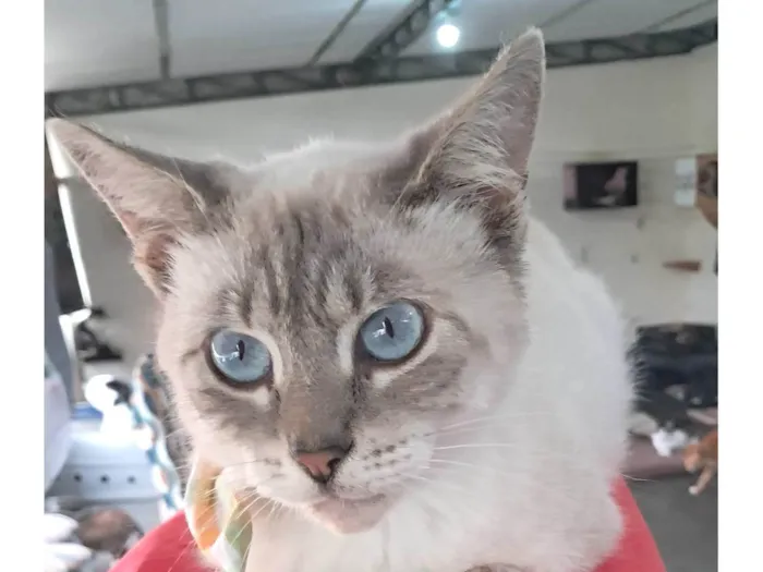 Gato ra a SRD-ViraLata idade 2 a 6 meses nome Maju