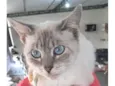 Maju