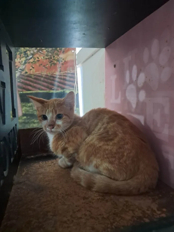 Gato ra a SRD-ViraLata idade 2 a 6 meses nome Robert