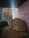 Robert
