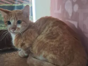 Gato raça SRD-ViraLata idade 2 a 6 meses nome Robert