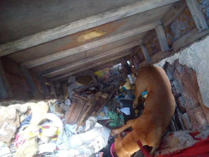 Cachorro ra a SRD-ViraLata idade 3 anos nome fubá 