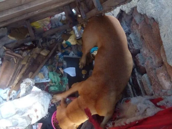 Cachorro ra a SRD-ViraLata idade 3 anos nome fubá 
