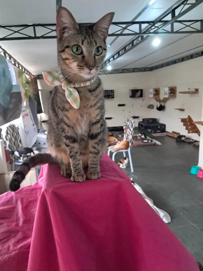 Gato ra a SRD-ViraLata idade 1 ano nome Luz