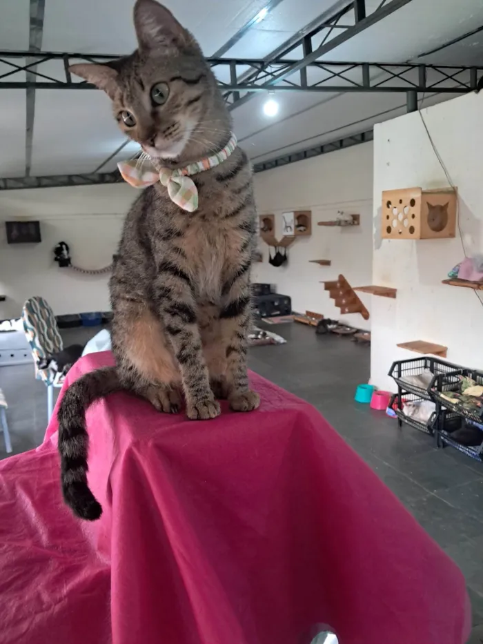Gato ra a SRD-ViraLata idade 1 ano nome Luz