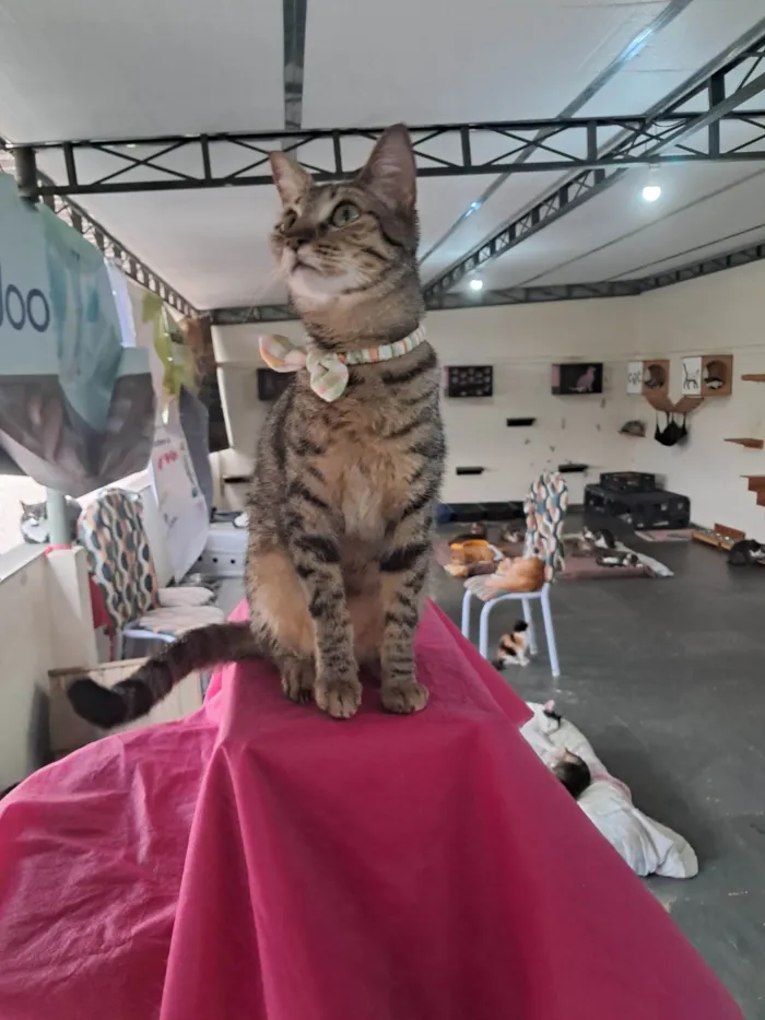 Gato ra a SRD-ViraLata idade 1 ano nome Luz