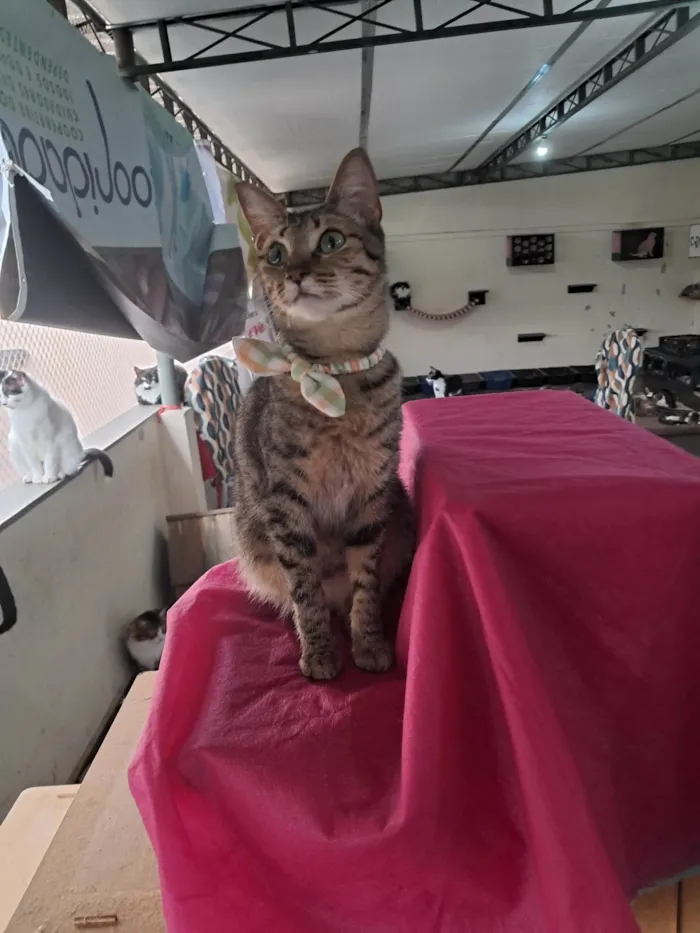 Gato ra a SRD-ViraLata idade 1 ano nome Luz