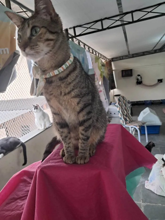 Gato ra a SRD-ViraLata idade 1 ano nome Luz