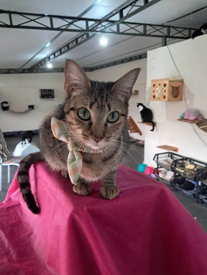 Gato ra a SRD-ViraLata idade 1 ano nome Luz