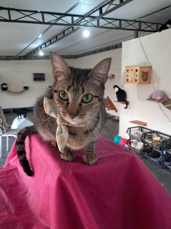 Gato ra a SRD-ViraLata idade 1 ano nome Luz