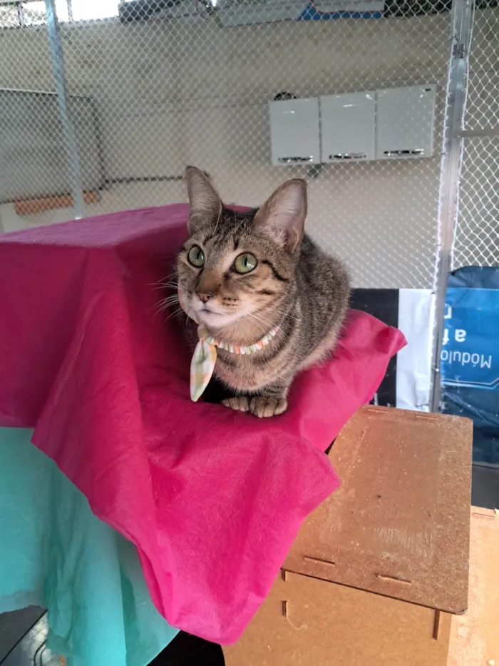 Gato ra a SRD-ViraLata idade 1 ano nome Luz