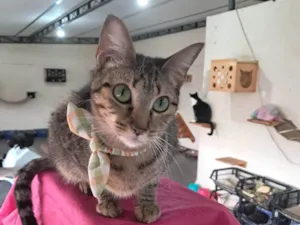 Gato raça SRD-ViraLata idade 1 ano nome Luz