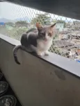 TOM
