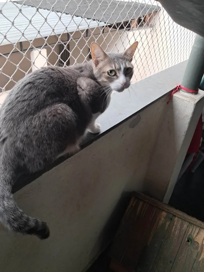 Gato ra a SRD-ViraLata idade 2 anos nome TOM