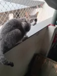 TOM