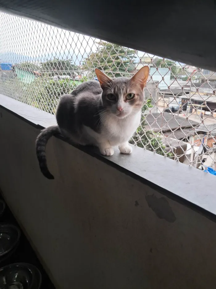 Gato ra a SRD-ViraLata idade 2 anos nome TOM