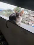 TOM