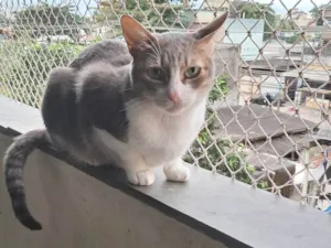 Gato raça SRD-ViraLata idade 2 anos nome TOM