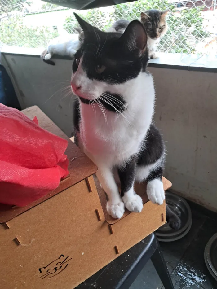 Gato ra a SRD-ViraLata idade 1 ano nome NANDO