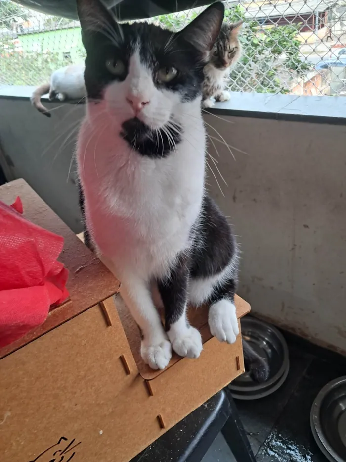 Gato ra a SRD-ViraLata idade 1 ano nome NANDO