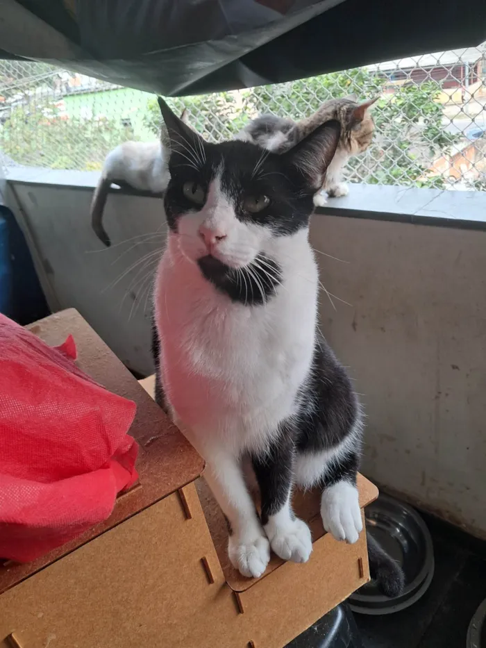 Gato ra a SRD-ViraLata idade 1 ano nome NANDO