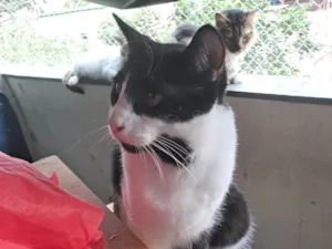 Gato raça SRD-ViraLata idade 1 ano nome NANDO