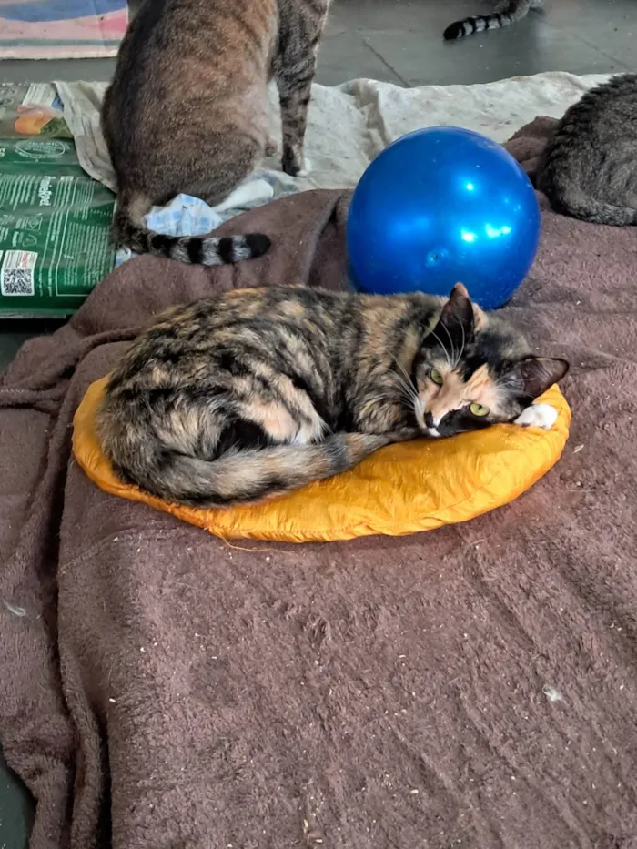 Gato ra a SRD-ViraLata idade 2 a 6 meses nome MAGIA