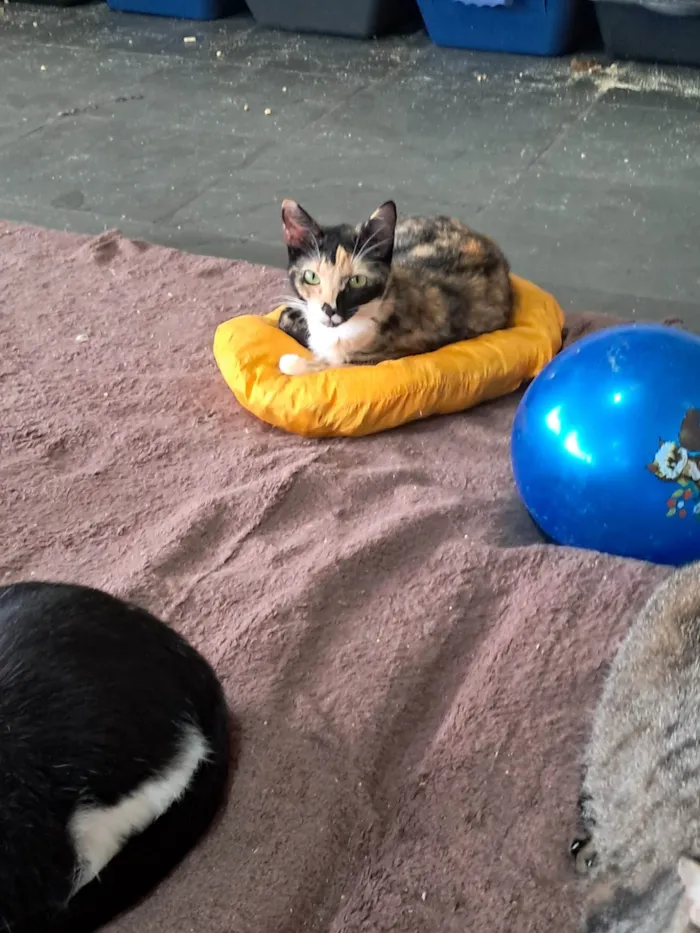 Gato ra a SRD-ViraLata idade 2 a 6 meses nome MAGIA