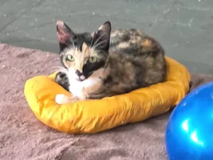 Gato raça SRD-ViraLata idade 2 a 6 meses nome MAGIA