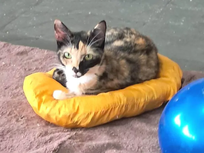 Gato ra a SRD-ViraLata idade 2 a 6 meses nome MAGIA