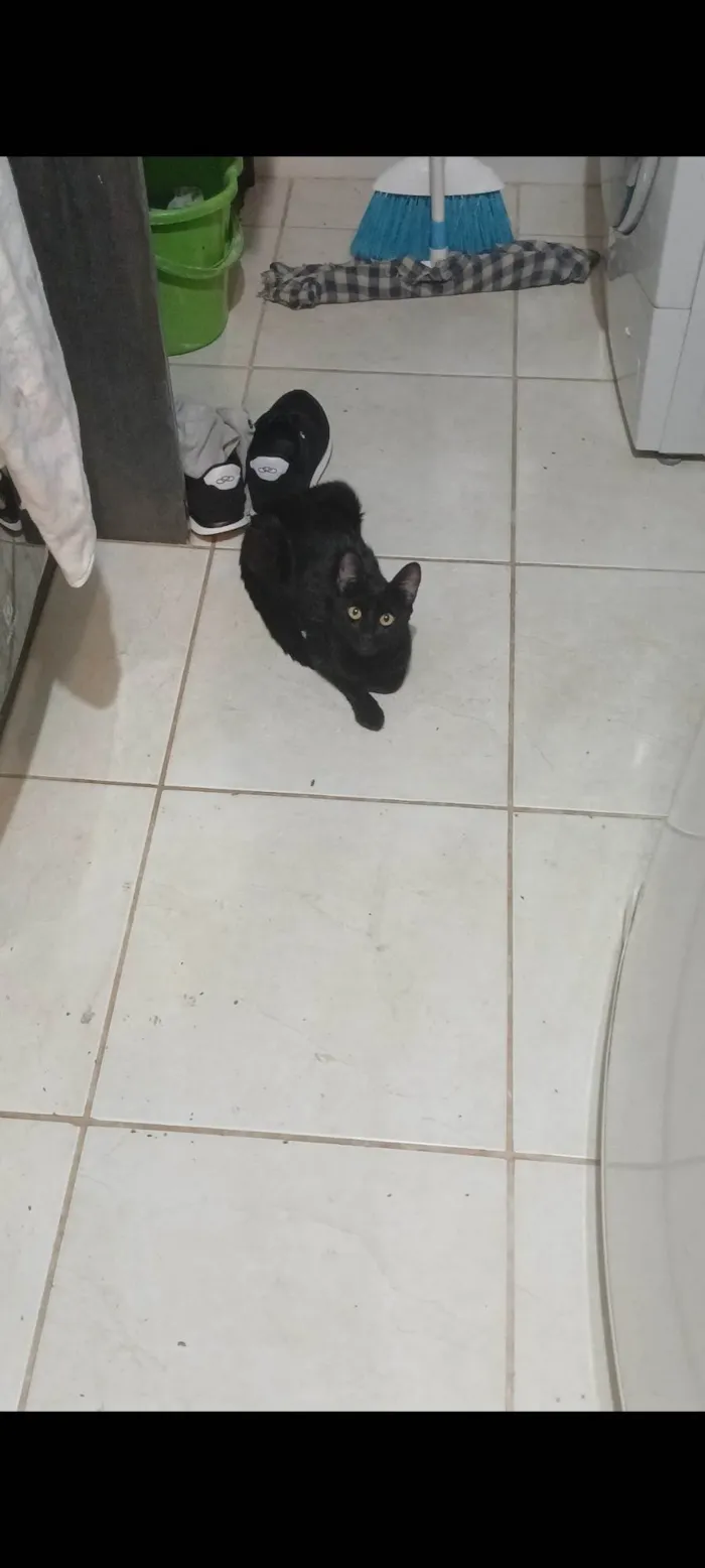 Gato ra a Exótico idade 7 a 11 meses nome Não possui nome definido 