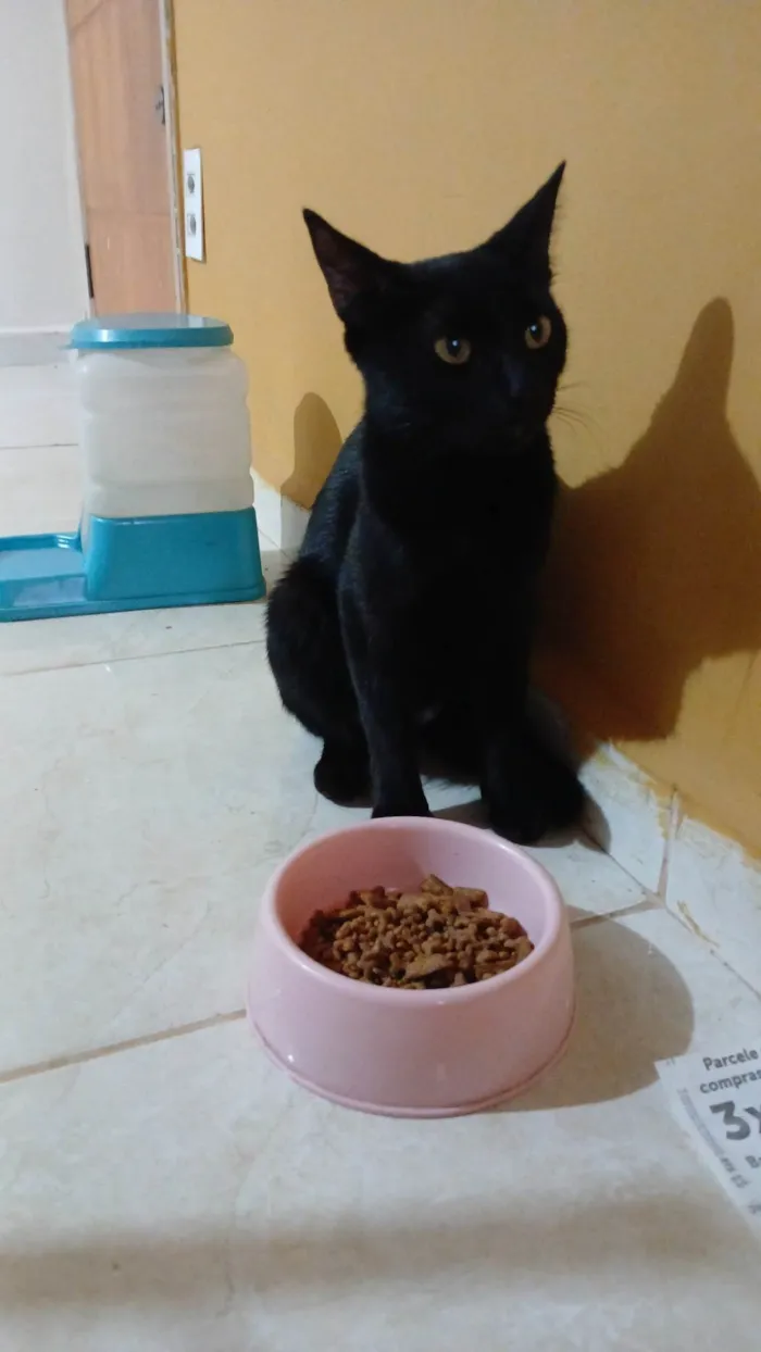 Gato ra a Exótico idade 7 a 11 meses nome Não possui nome definido 