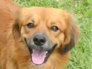 Cachorro raça Pequinês idade 7 a 11 meses nome Royce 