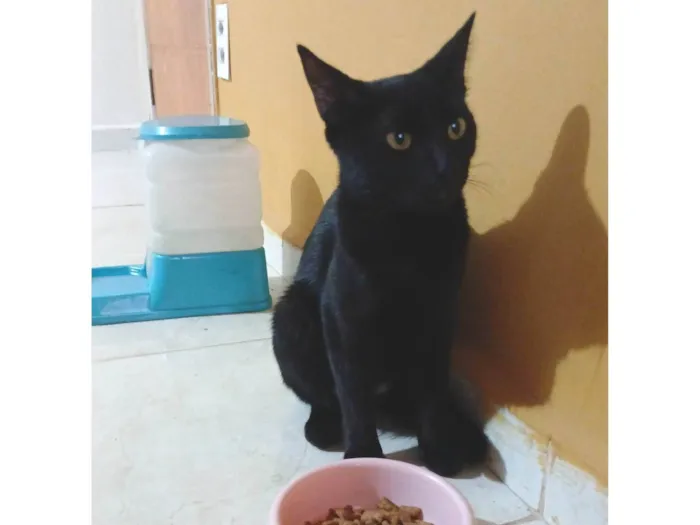 Gato ra a Exótico idade 7 a 11 meses nome Não possui nome definido 