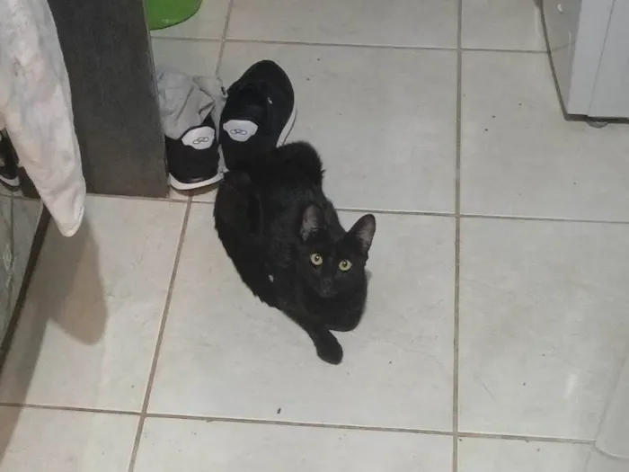 Gato ra a Exótico idade 7 a 11 meses nome Não possui nome definido 