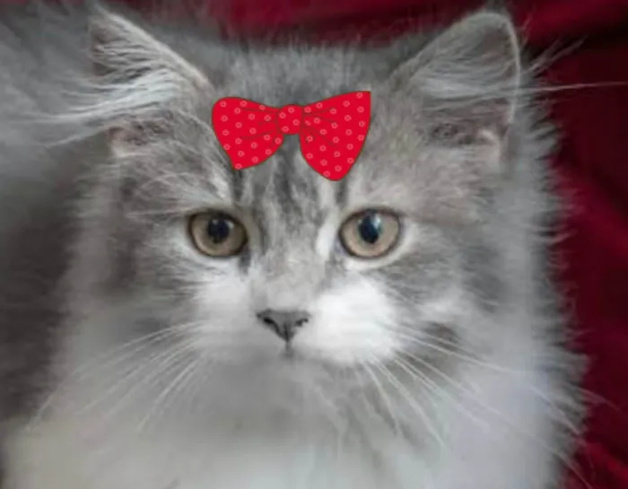 Gato ra a Angorá idade 2 a 6 meses nome Sabrina 
