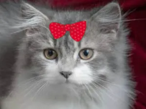Gato raça Angorá idade 2 a 6 meses nome Sabrina 