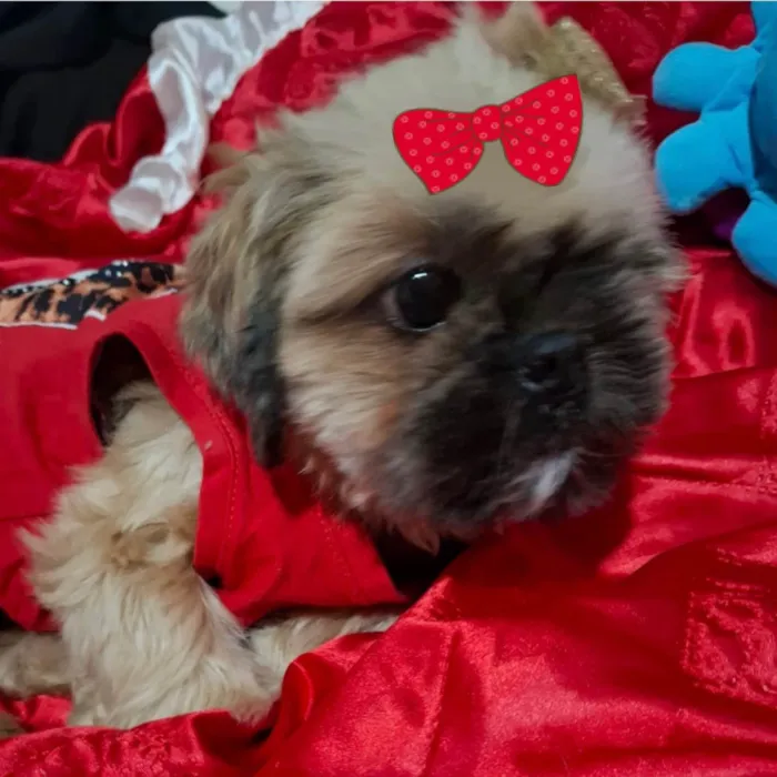 Cachorro ra a Shitzu idade 1 ano nome Nick 