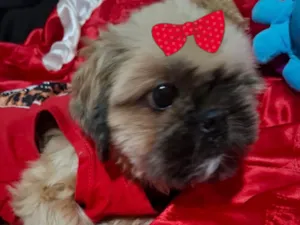 Cachorro raça Shitzu idade 1 ano nome Nick 
